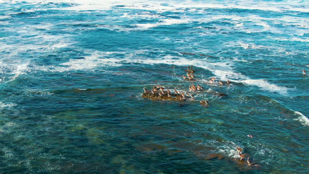 Aerial view in La Bocana, Baja California Sur, Mexico, with seabirds spread around a reef patch, blue-green water, white foam across the upper frame, and no visible people.