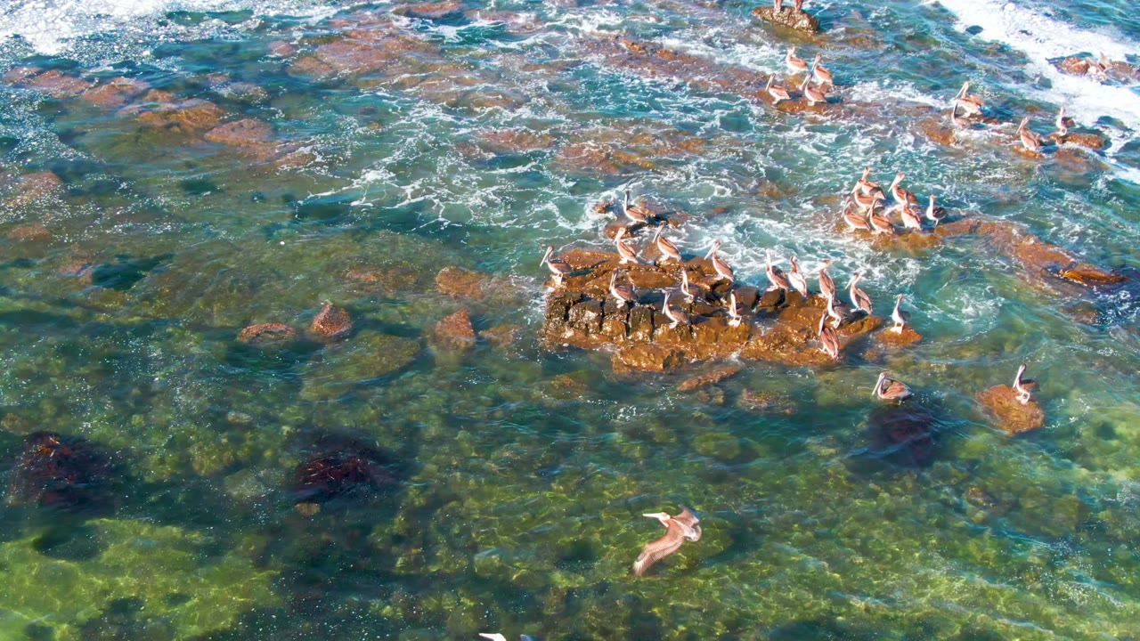 Overhead view of pelicans clustered on rocky reef outcrops in La Bocana, Baja California Sur, with clear green-blue water, submerged rocks, white foam, and no visible people.