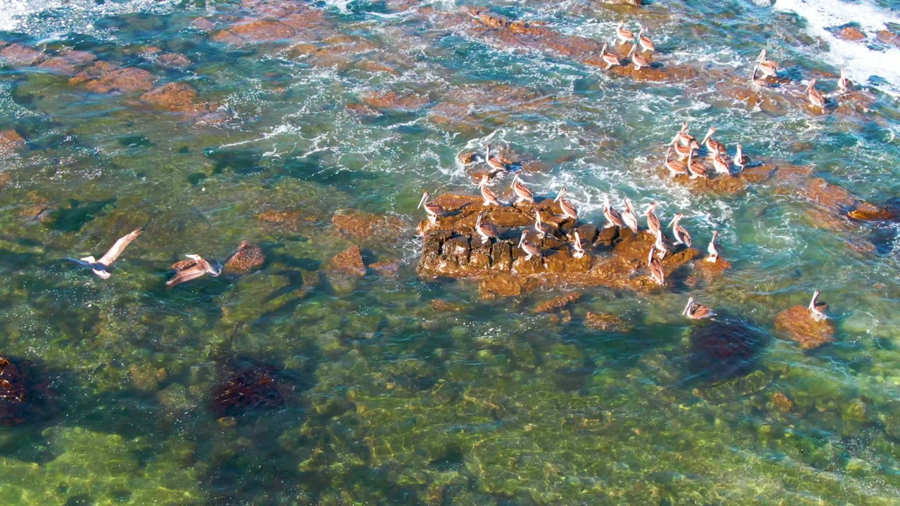 Pelicans on reef rocks with several birds in the surrounding water.