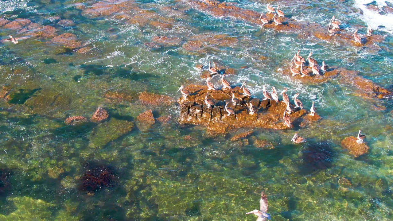 Pelicans remain grouped on a rocky reef in La Bocana as white water breaks over nearby stones and darker submerged patches show through the clear ocean, with no visible people.