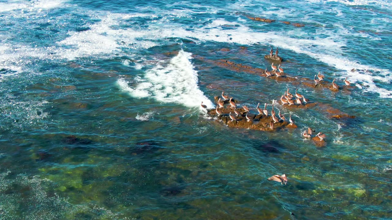 Aerial view in La Bocana, Baja California Sur showing seabirds gathered on rocky outcrops amid clear blue-green water and white surf, with no visible people.