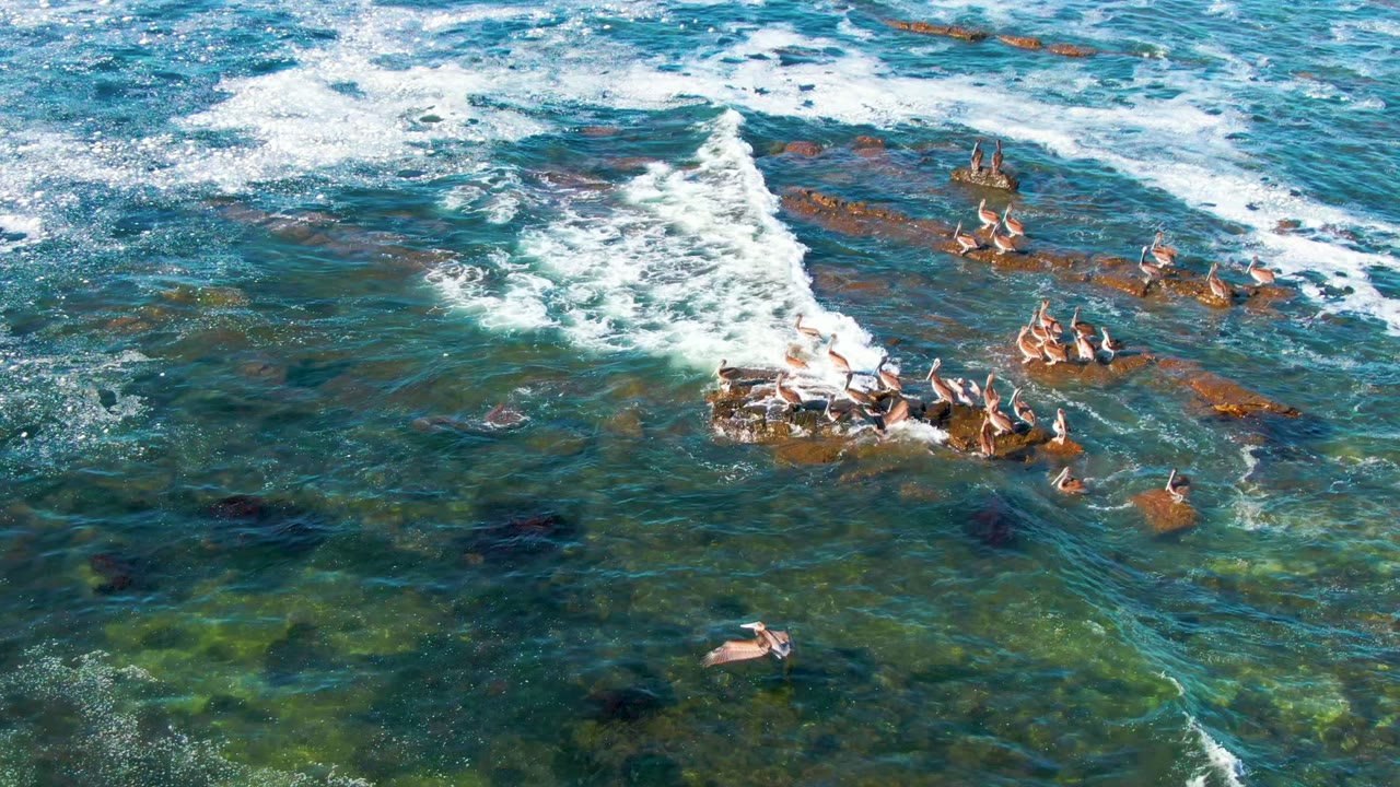 Birds perch and fly around rocks as foam spreads across shallow water.