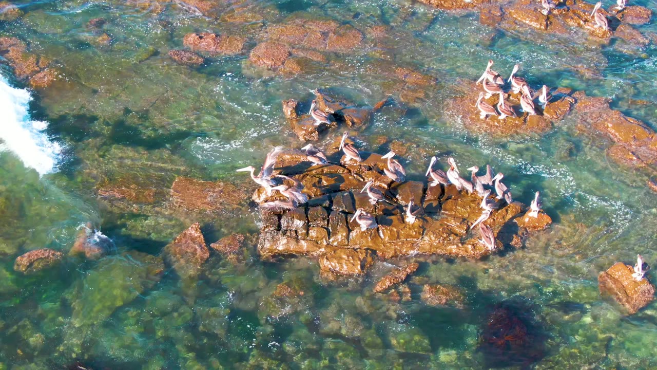 Overhead view of pelicans clustered on rust-colored rocks in clear coastal water at La Bocana, Baja California Sur, with white surf entering from the upper left and no visible people.