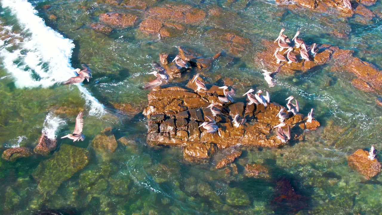 Pelicans on rocky outcrops as one bird flies over clear water.
