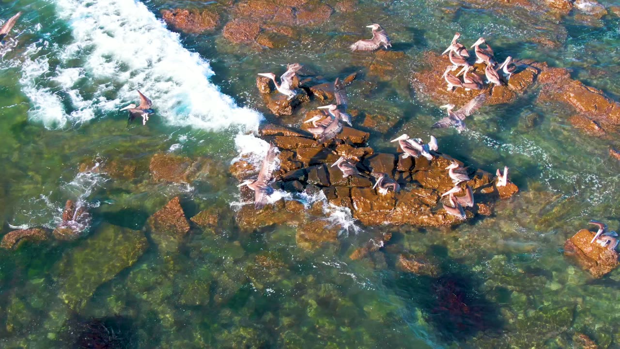 Aerial view at La Bocana, Baja California Sur, with pelicans spread across several rocks, multiple birds in flight over green-blue shallows, and whitewater curling along the upper right, with no visible people.