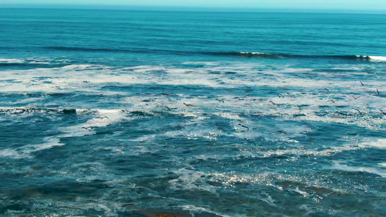 Wide view of La Bocana ocean surf with white foam bands, scattered seagulls over the water, floating kelp near the lower frame, and no visible people.