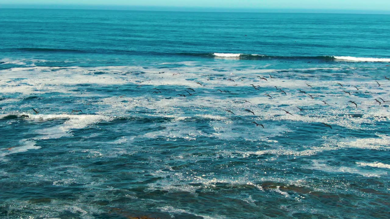 Foamy ocean waves with many seagulls crossing above the water.