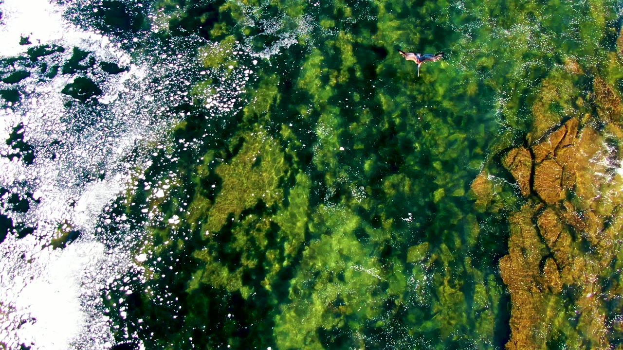 Clear green water with white foam and a small bird overhead