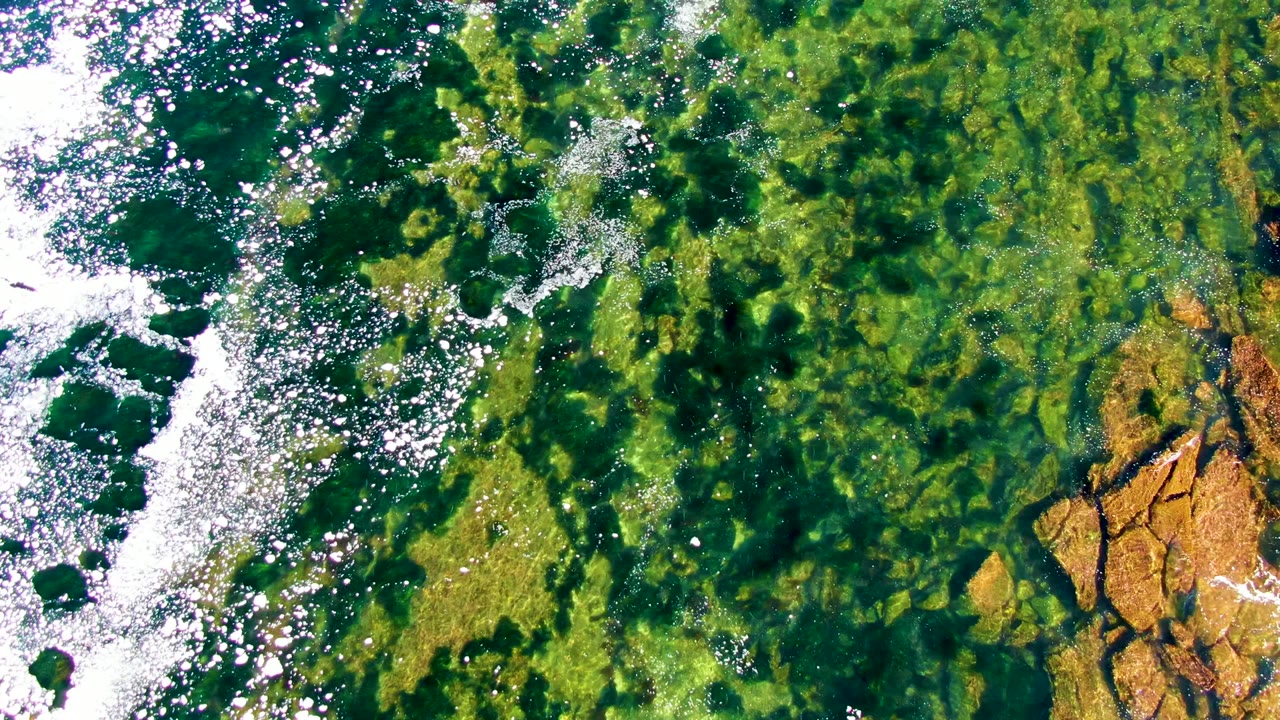 Aerial view of surf breaking beside green algae-filled shallows.