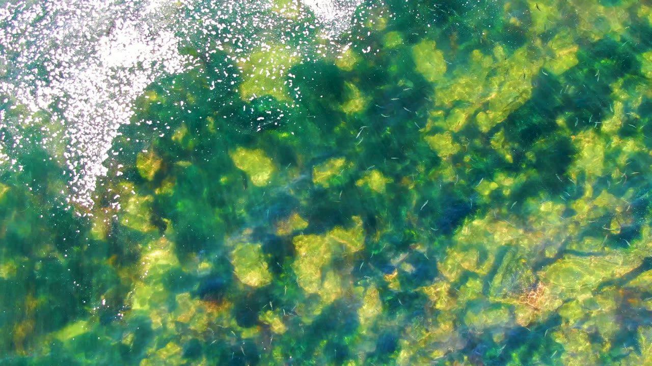 Overhead shallow water in La Bocana shows dense green submerged vegetation, scattered pale underwater shapes, bright white glare at the top edge, and no visible people.