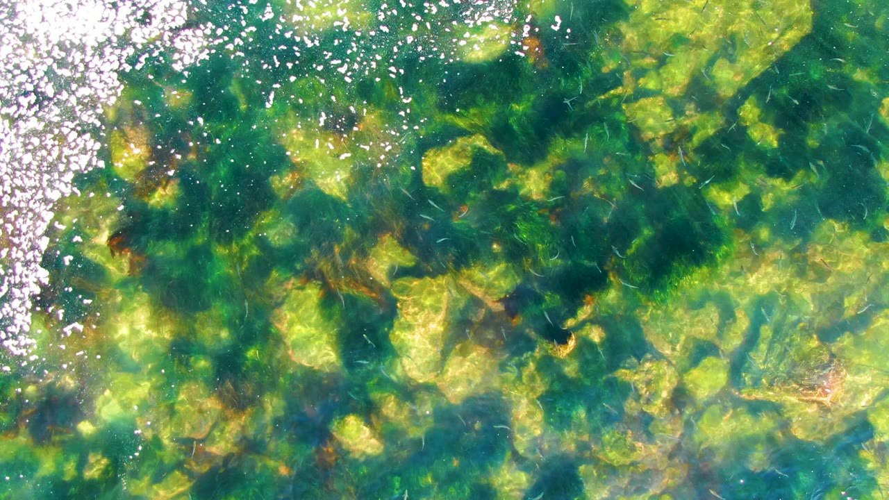 Overhead view in La Bocana, Baja California Sur of clear shallow water over green algae-covered rocks, with bright surface reflection near the upper left and no visible people.