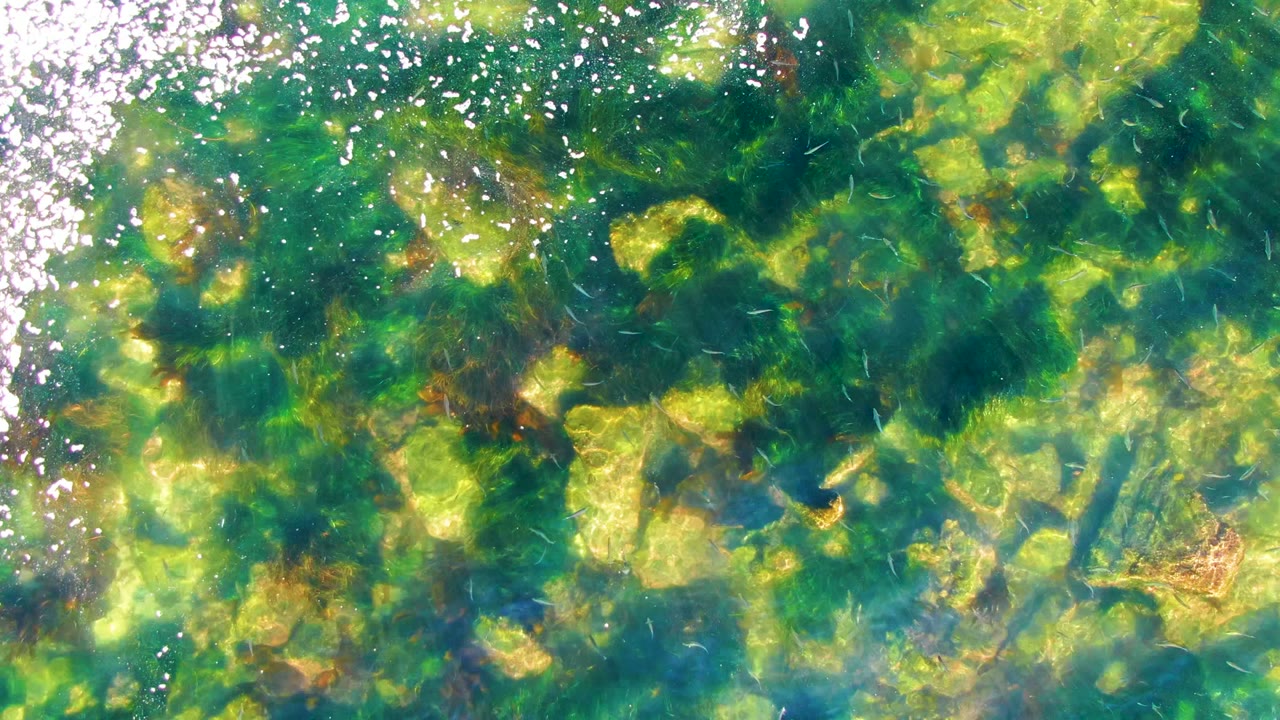 Green shallow water with submerged rocks, algae, and scattered white highlights.
