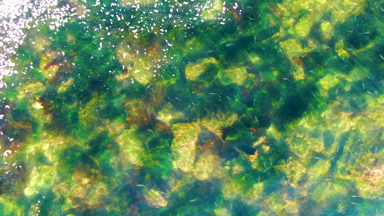 Overhead frame from La Bocana showing a rocky seabed under green-blue clear water, with algae patches and ripples softening the rock edges, no visible people.
