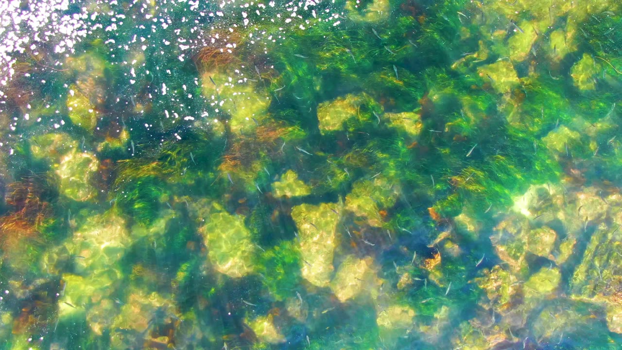 Clear shallow water at La Bocana, Baja California Sur shows pale rocks, green algae, darker seaweed patches, bright surface sparkle, and no visible people.