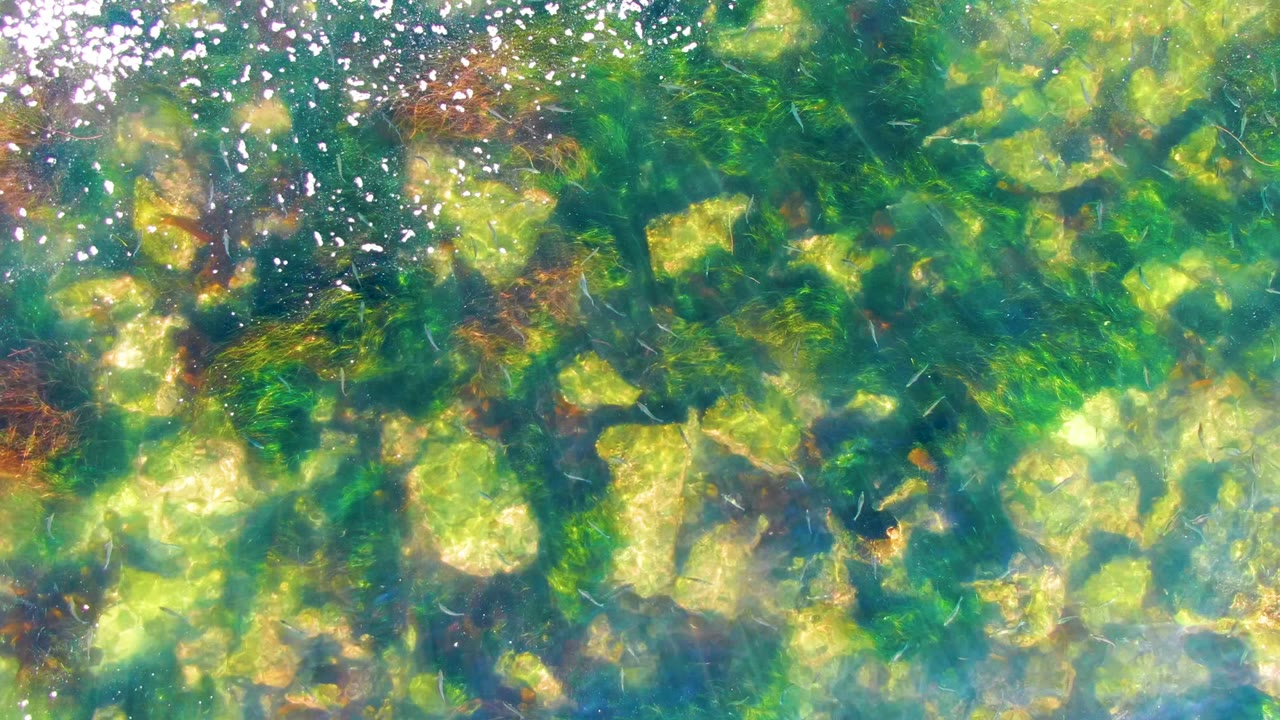 Sunlit ripples over submerged rocks and algae