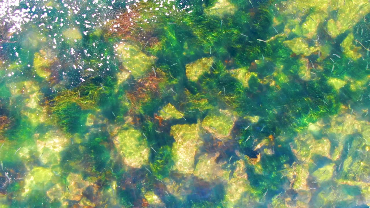 The third frame keeps the downward La Bocana water view, with bright glare near the upper edge, green algae, pale rocks, brown seaweed strands, and no visible people.
