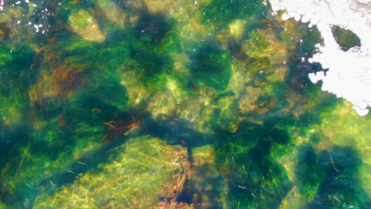 Clear shallow water in La Bocana, Baja California Sur, Mexico, with green algae over submerged rocks, bright white surface glare near the top edge, and no visible people.