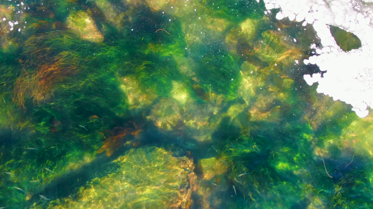 Green algae and rocks under shallow water with a larger patch of white reflection.