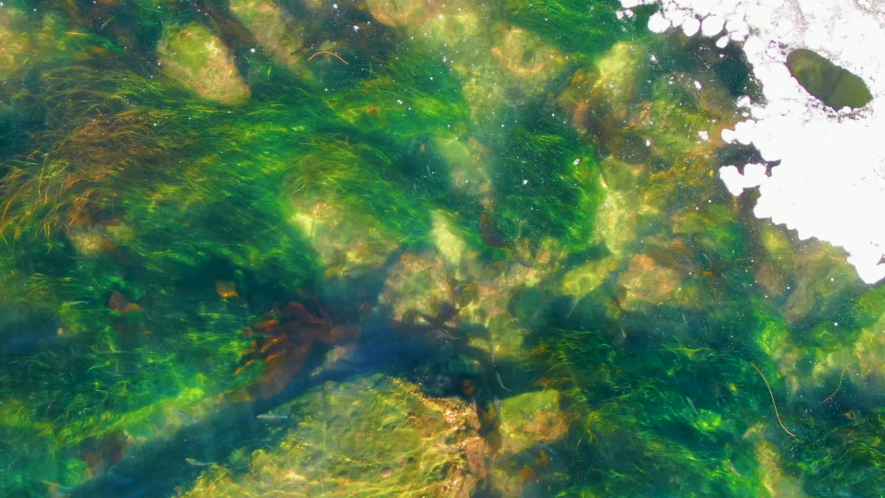 Overhead shallow water detail in La Bocana shows darker water channels crossing green algae, submerged rocks, surface highlights, and no visible people.