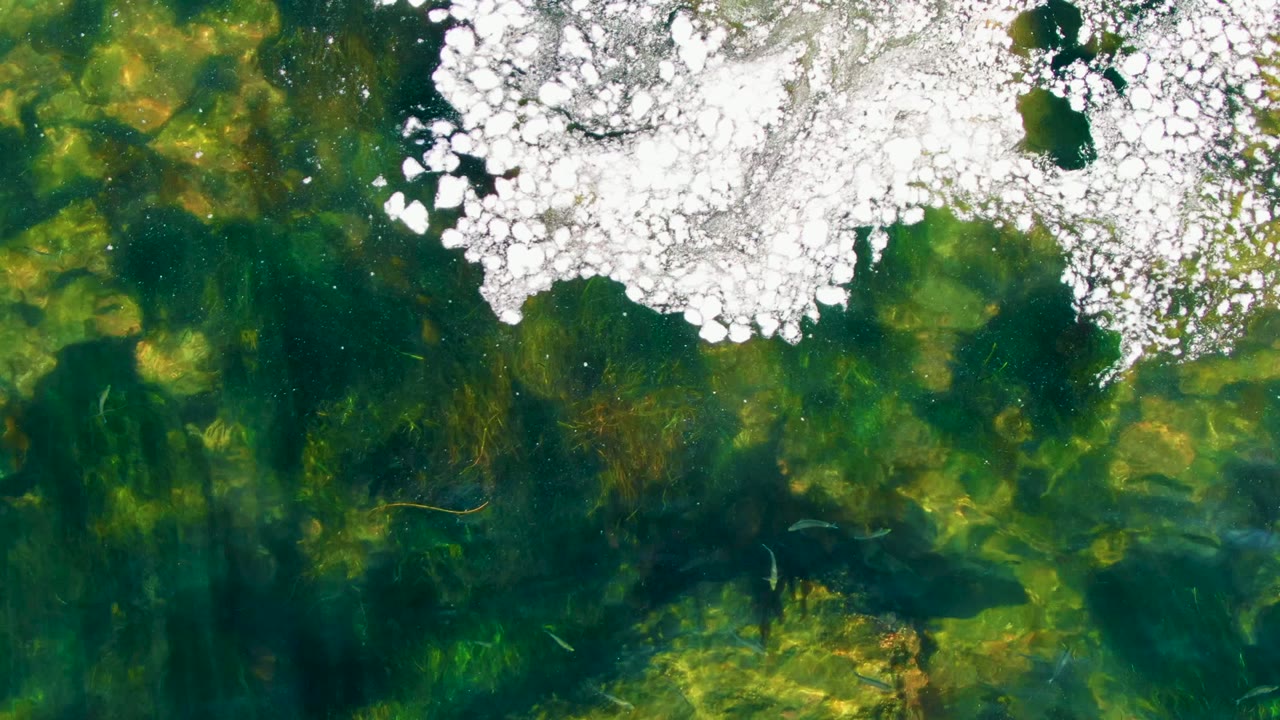 Overhead view of clear shallow water in La Bocana, Baja California Sur, with white floating patches at the top and green-yellow underwater vegetation below, no visible people.