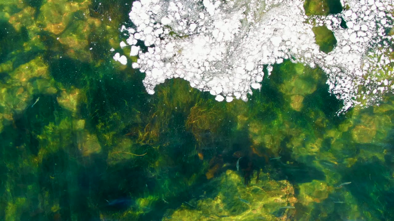 White surface patches over green and yellow underwater vegetation