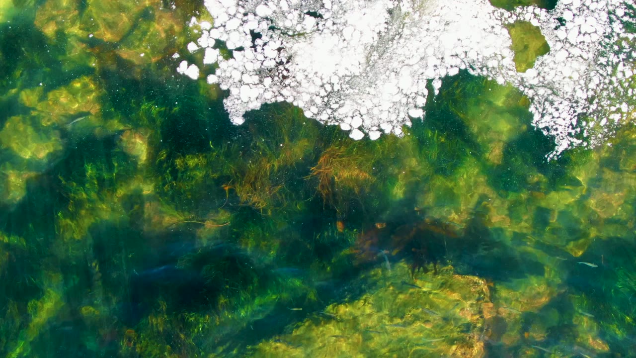 Overhead La Bocana water frame with clustered white floating patches near the top center and mottled green aquatic growth visible through the clear shallow water, no visible people.