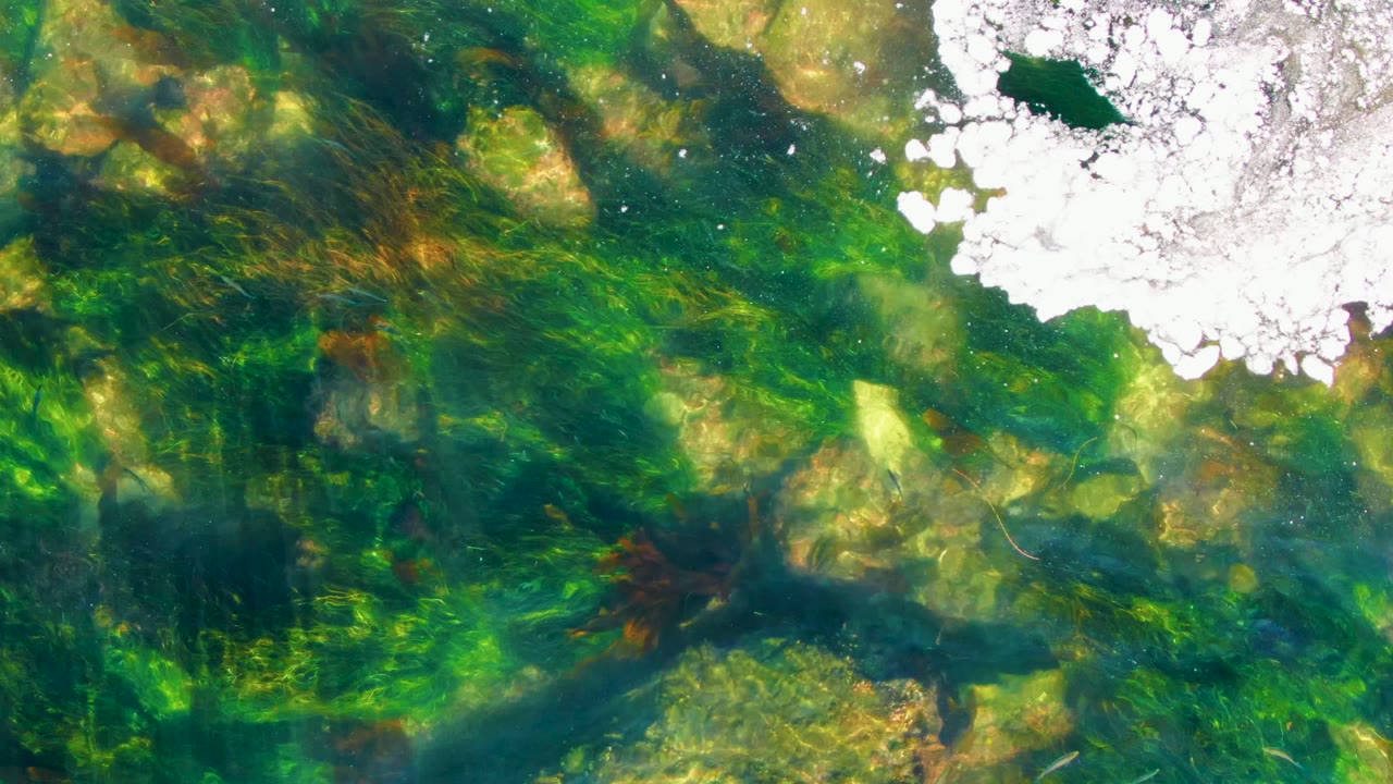 Underwater view in La Bocana, Baja California Sur, showing green aquatic plants and pale rocks beneath clear water, with a band of white foam across the upper edge and no visible people.