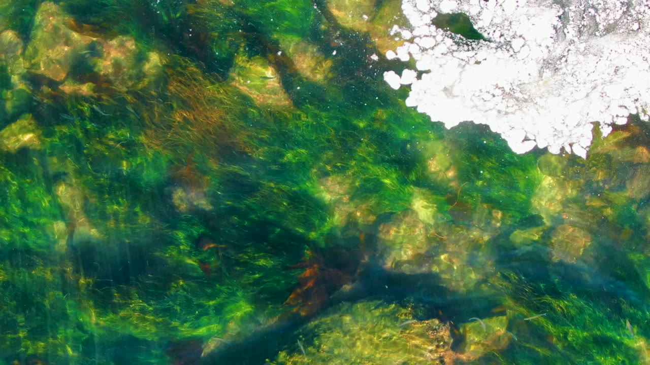Clear water in La Bocana, Baja California Sur, reveals submerged rocks and green algae while a broken patch of white surface foam sits near the upper frame, with no visible people.