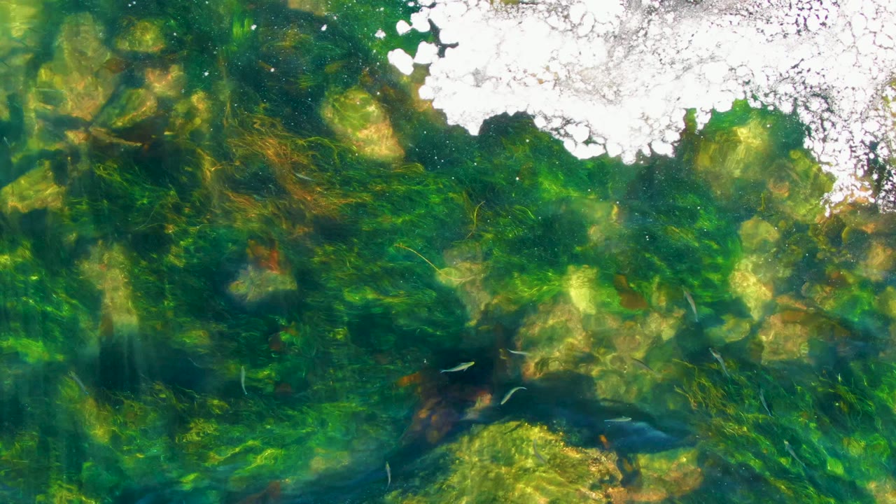 Foam covers the upper center above green aquatic plants and rocks in shallow water.