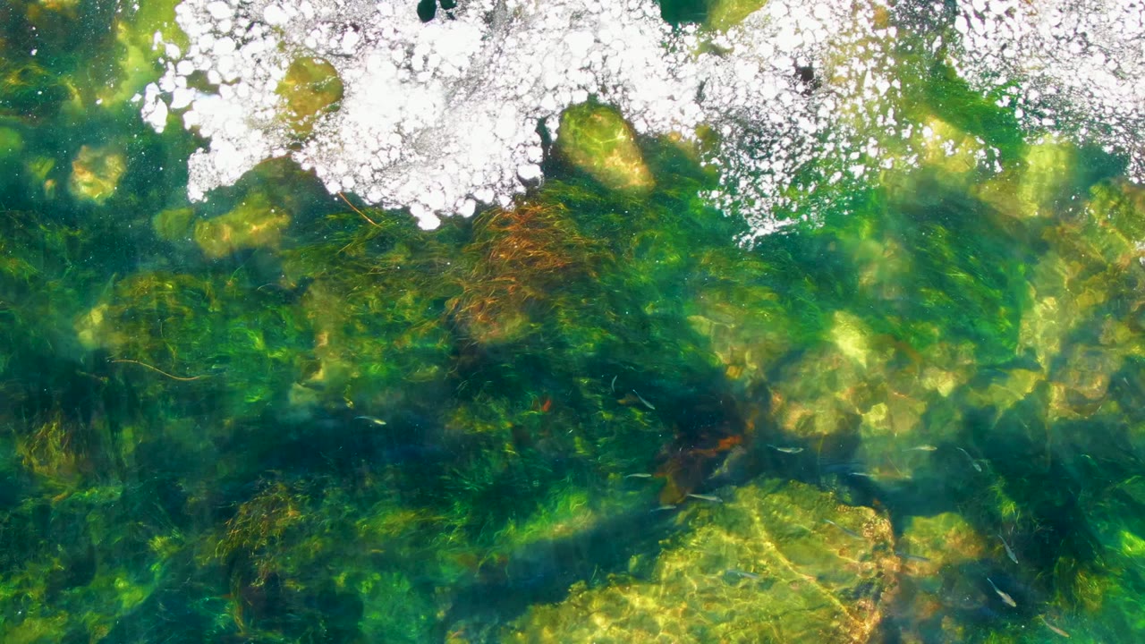 Clear green water with ice along the top edge and plants below.