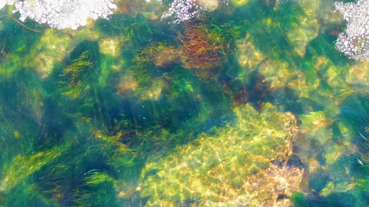 Shallow ocean water in La Bocana, Baja California Sur shows green seaweed over pale seabed with white foam along the upper edge and no visible people.