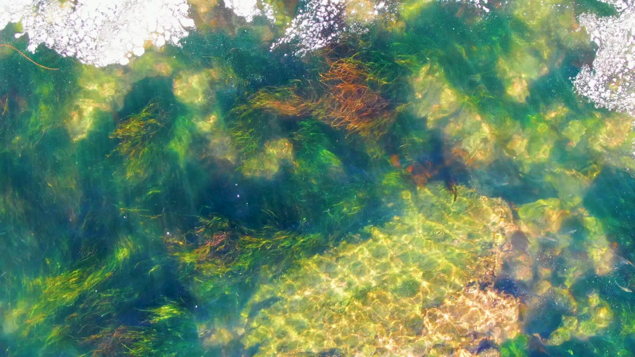 Underwater green seaweed and bright rippled light in shallow ocean water.