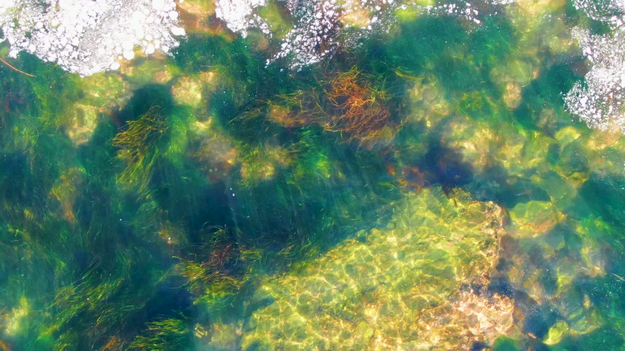 A patch of white foam sits near the top of the La Bocana frame while green and brown seaweed spreads through the shallow clear water below, with no visible people.