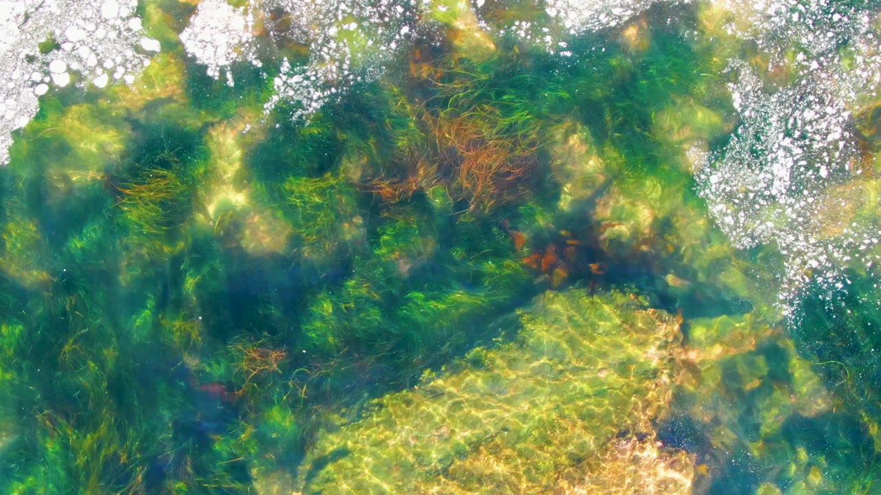 A top-down La Bocana water frame shows dark plant masses, amber-green strands, bright reflected highlights near the top, a pale yellow bottom area, and no visible people.