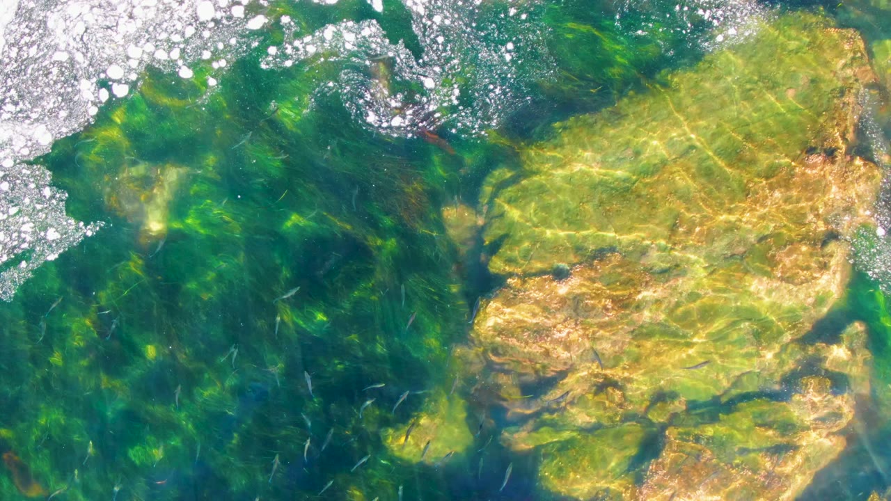 Clear shallow water at La Bocana, Baja California Sur shows small fish over tan rock and green algae, with white surface foam near the upper left and no visible people.