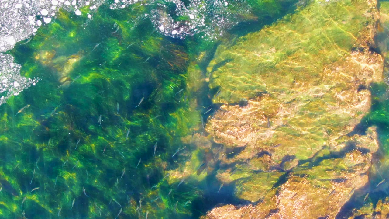 Fish pass through green water beside a broad sunlit rock.