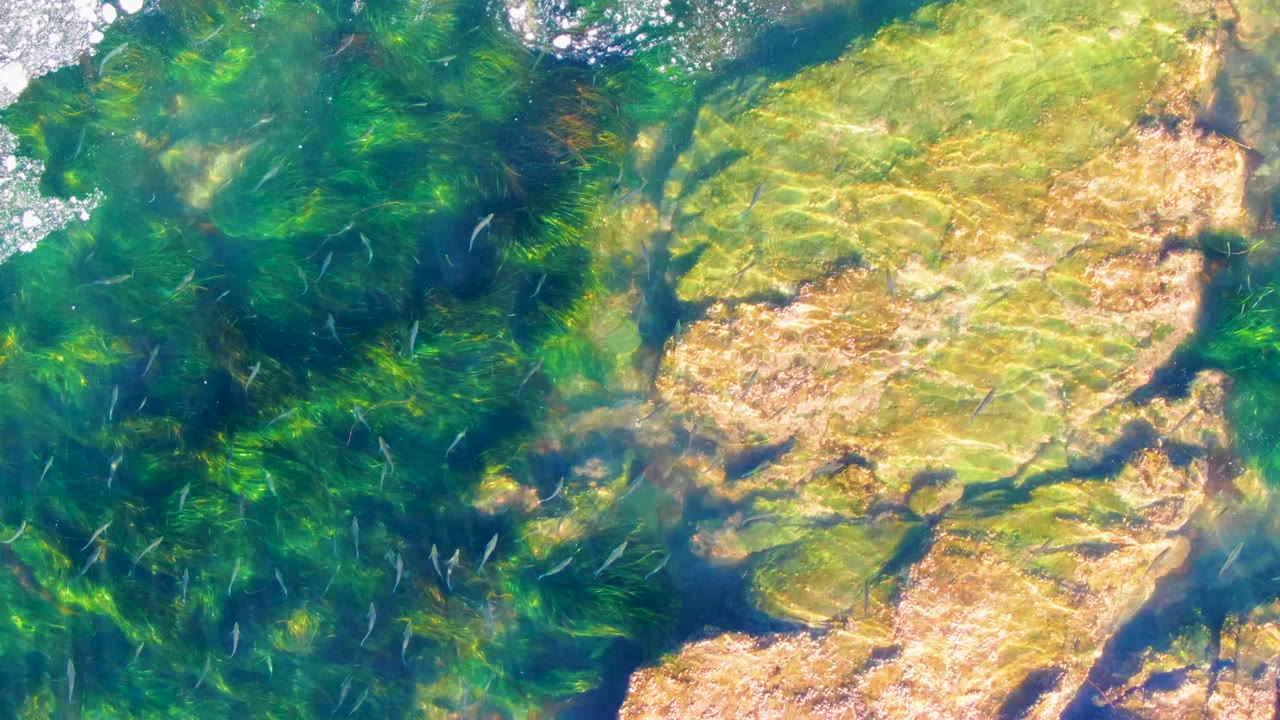 Small fish appear as pale marks across clear water at La Bocana, Baja California Sur, with green algae beds around textured tan rock and no visible people.