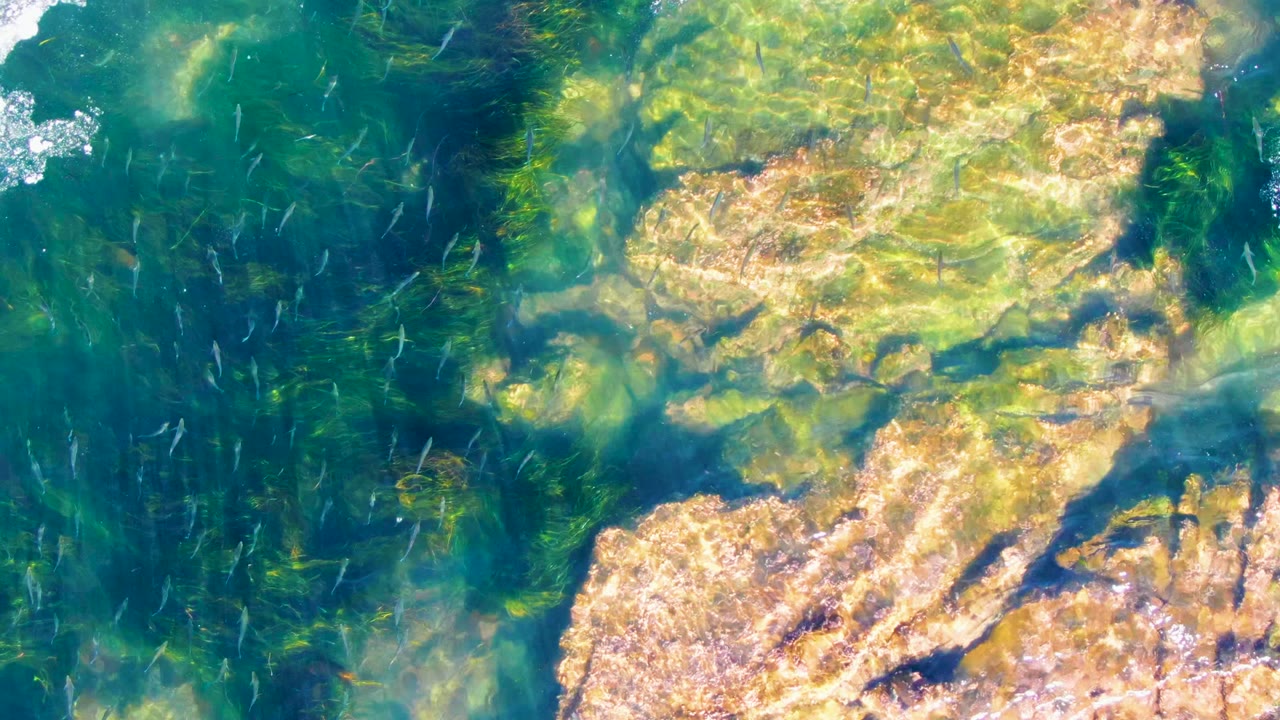 Overhead view in La Bocana, Baja California Sur, Mexico, showing green clear water, pale rocky seabed, small fish marks, and no visible people.