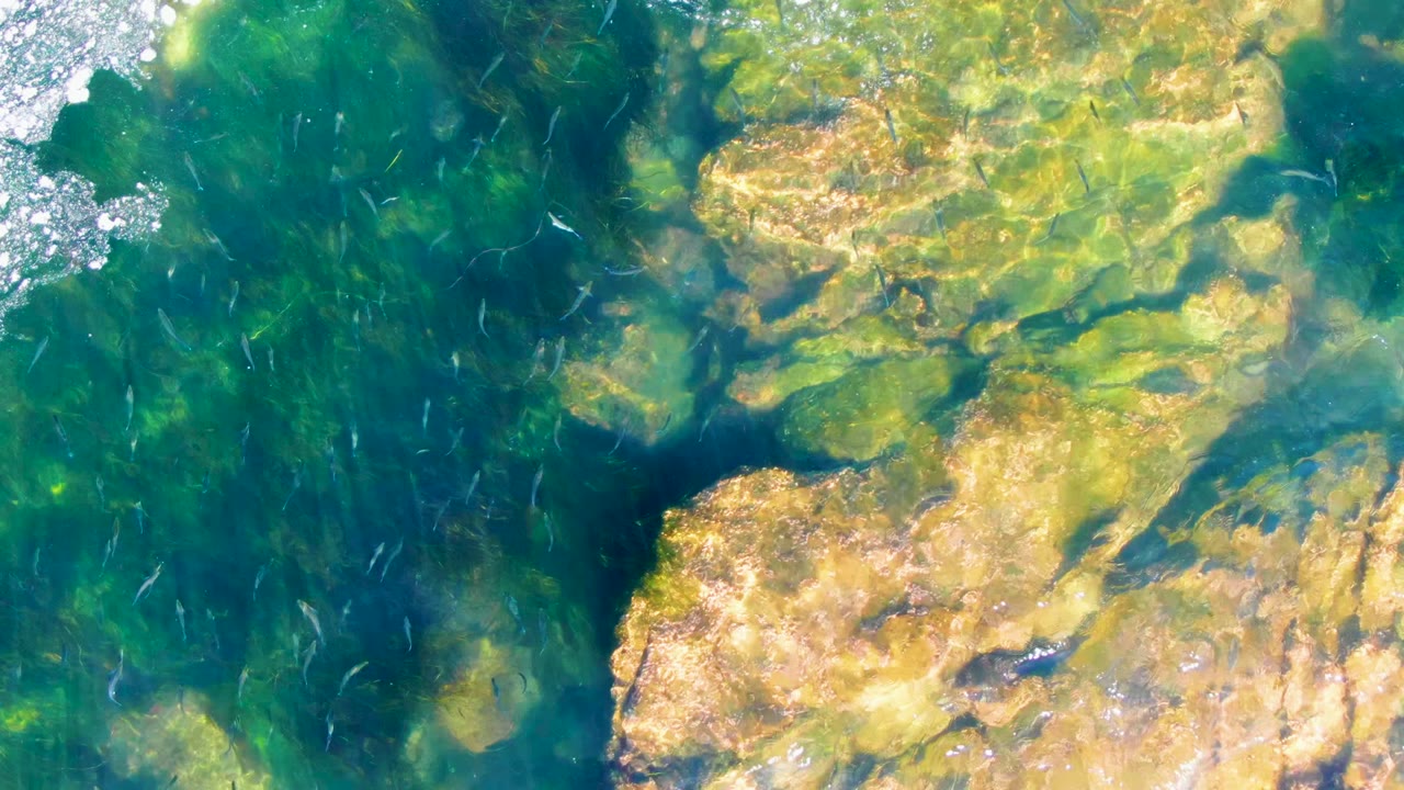 Overhead La Bocana view with small fish over green-blue shallow water, pale rocks across the right side, and no visible people.