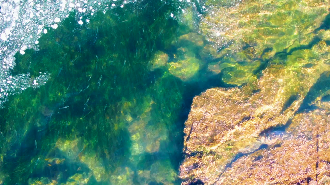 Small fish in green water beside a large tan rock and scattered foam.