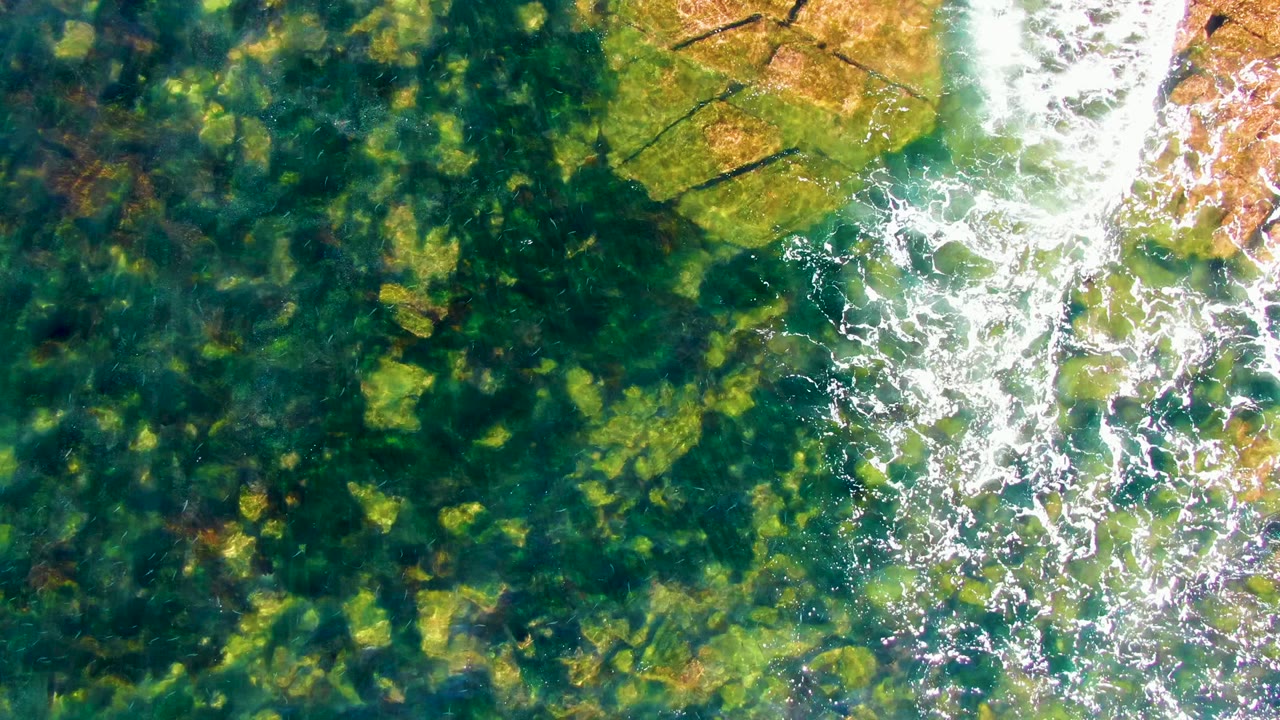 Green algae and submerged rocks beneath rippled coastal water.