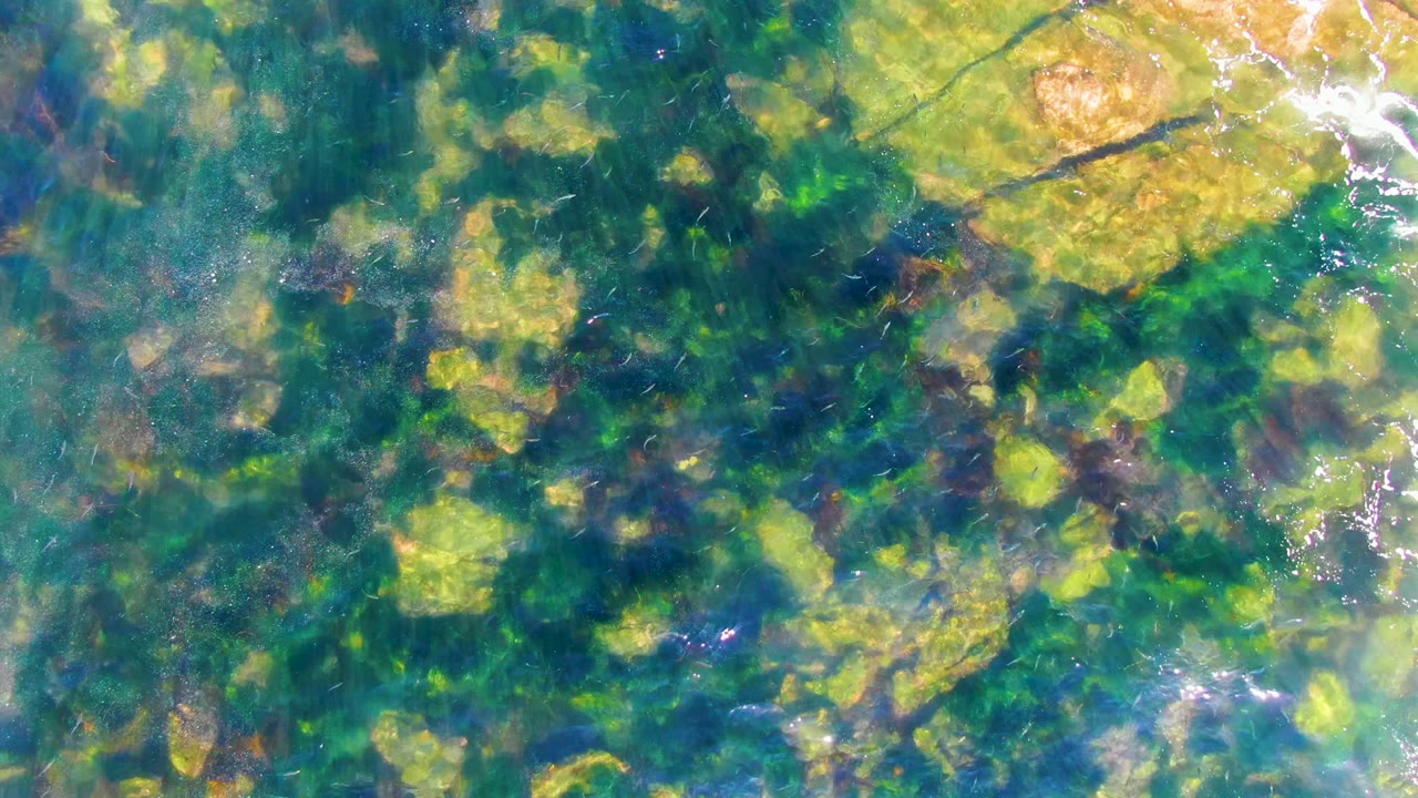 Sunlit ripples move over green algae and submerged rocks.