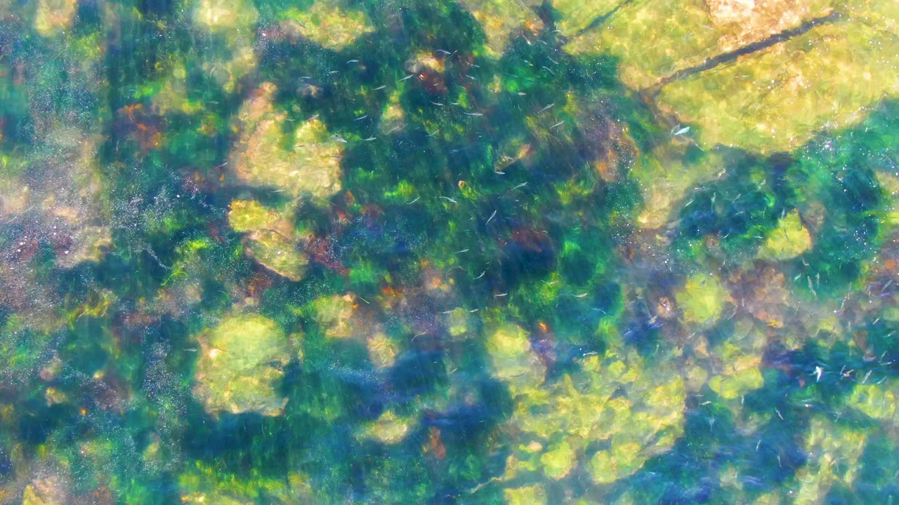 Ripples distort green algae and bright water reflections.