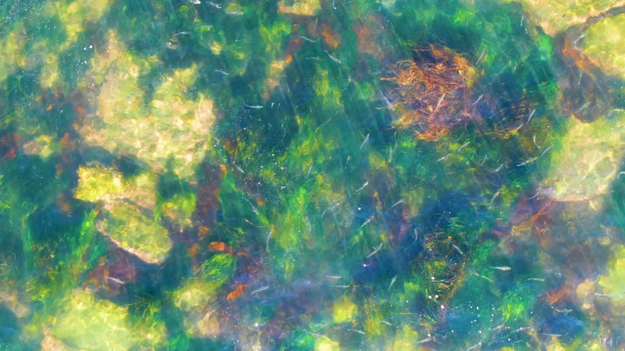 Top-down view of clear shallow water in La Bocana, Baja California Sur, with green seaweed, pale seabed patches, reddish plant matter, rippled light, and no visible people.