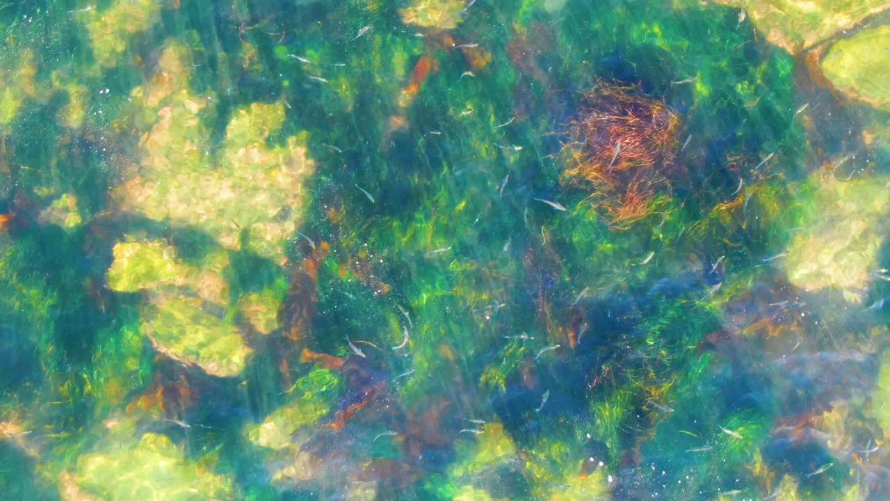Rippling green-blue water with seaweed and bright seabed patches.