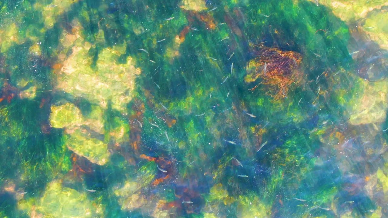 The La Bocana water remains viewed from above, with dense green algae, pale seabed areas, reddish vegetation near the upper frame, tiny fish-like streaks, and no visible people.