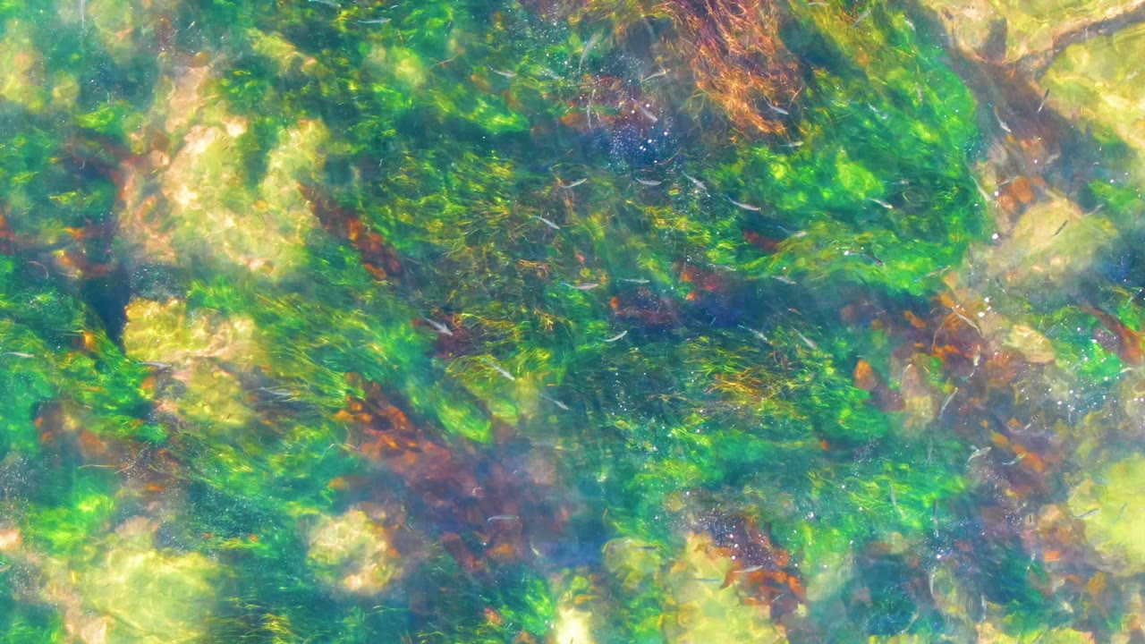 Clear shallow water in La Bocana, Baja California Sur shows green seaweed, pale rocks, brown plant strands, and no visible people at the start of the clip.