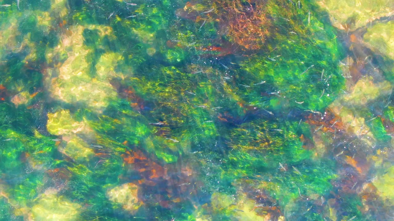 Underwater seaweed and rocks lit by rippled sunlight