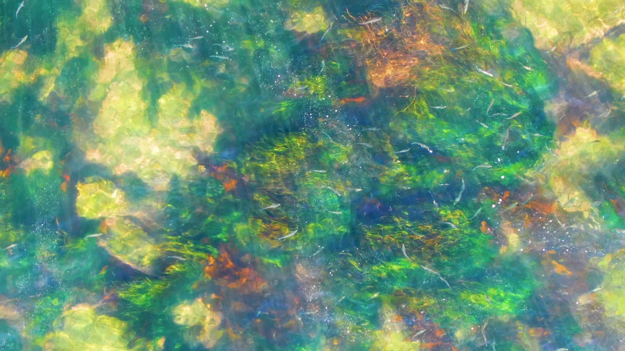 Green aquatic plants and pale stones fill the La Bocana shallow-water frame, with brown seaweed clusters and no visible people at the two-second mark.