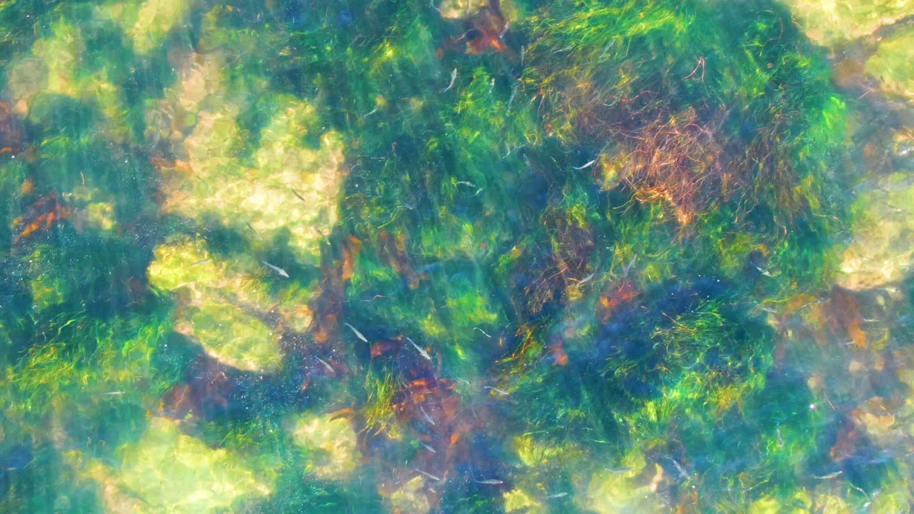 Shallow underwater view in La Bocana, Baja California Sur, with green aquatic plants over rocks, blue-green water, bright sun patches, and no visible people.
